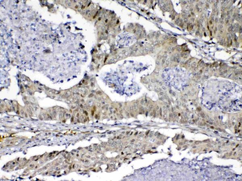 MED9 Antibody