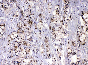 MED9 Antibody