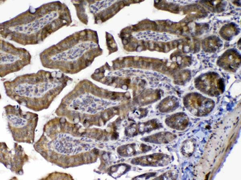 MED9 Antibody