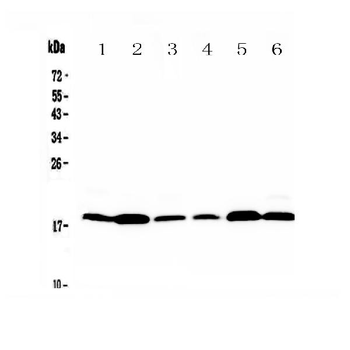 MED9 Antibody