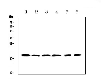 IL10 Antibody