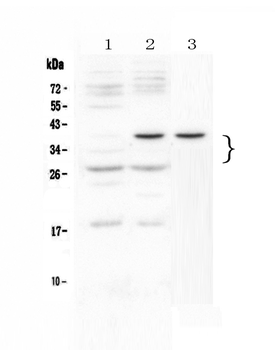 VEGF/Vegfa/VEGF164 Rabbit Polyclonal Antibody