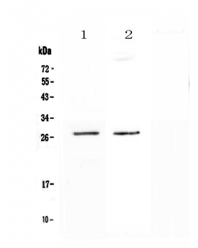 SPR Rabbit Polyclonal Antibody