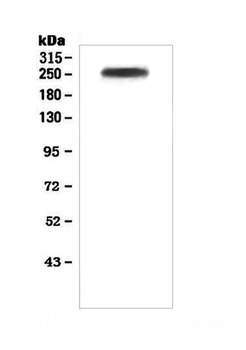 Factor V/F5 Rabbit Polyclonal Antibody