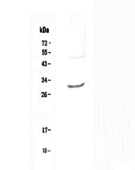 IL27 Rabbit Polyclonal Antibody