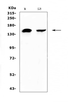 NEDD4 Rabbit Polyclonal Antibody