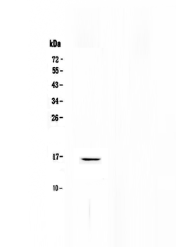 Niemann Pick C2/NPC2 Antibody