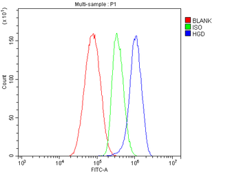 HGD Rabbit Polyclonal Antibody