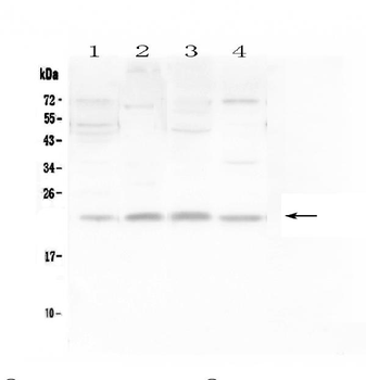 LMO2 Rabbit Polyclonal Antibody