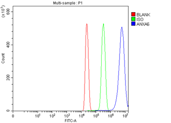 Annexin VI/ANXA6 Antibody