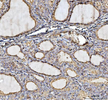 Annexin VI/ANXA6 Antibody