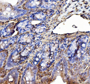 Annexin VI/ANXA6 Antibody