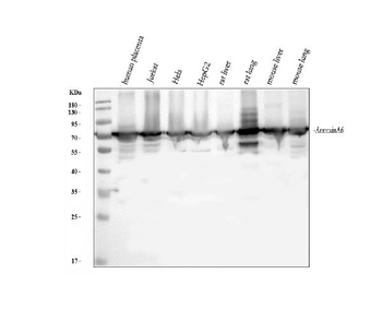 Annexin VI/ANXA6 Antibody