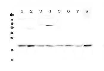 GADD45G Antibody