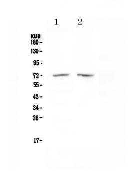 HDAC10 Rabbit Polyclonal Antibody