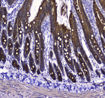 COX IV/COX4I1 Antibody