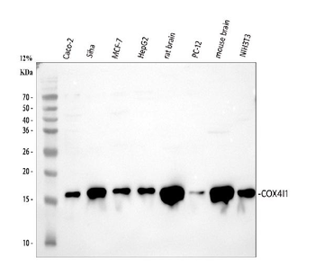 COX IV/COX4I1 Antibody