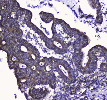 COX IV/COX4I1 Antibody