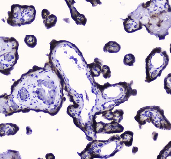 COX IV/COX4I1 Antibody