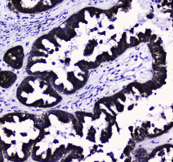 COX IV/COX4I1 Antibody