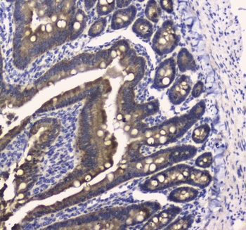COX IV/COX4I1 Antibody
