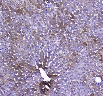COX IV/COX4I1 Antibody