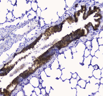 COX IV/COX4I1 Antibody