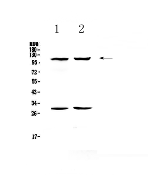 CD62P/Selp Rabbit Polyclonal Antibody