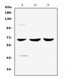 SPHK2 Rabbit Polyclonal Antibody