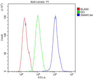 BRG1/SMARCA4 Antibody