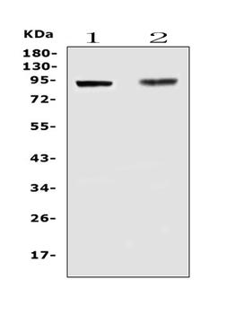 TLR1 Rabbit Polyclonal Antibody