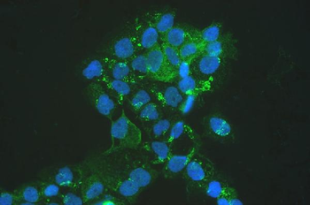 MVP Antibody