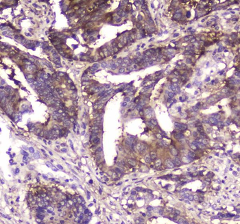 MVP Antibody