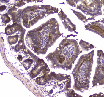 MVP Antibody