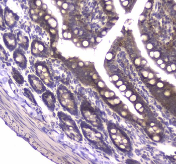MVP Antibody