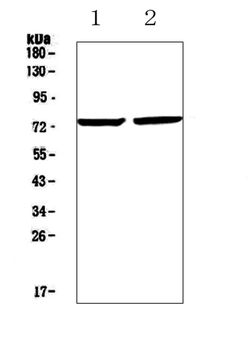 Egr1 Rabbit Polyclonal Antibody