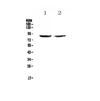 SLC26A4 Rabbit Polyclonal Antibody
