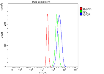 Mannose 6 Phosphate Receptor (Cation independent)/IGF2R Antibody