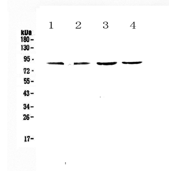TBR2/Eomes Rabbit Polyclonal Antibody