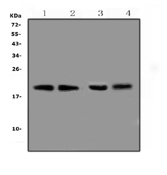 BCMA/Tnfrsf17 Rabbit Polyclonal Antibody