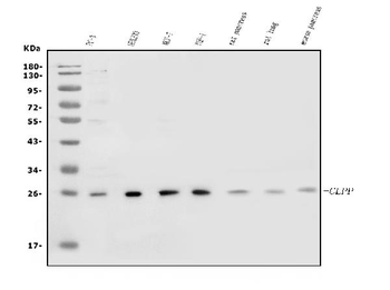 CLPP Antibody