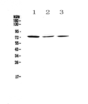 TORC2/CRTC2 Rabbit Polyclonal Antibody