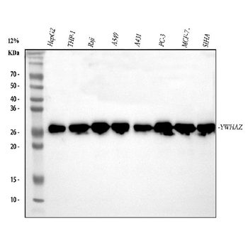 14-3-3 zeta/delta/YWHAZ/14 Rabbit Polyclonal Antibody