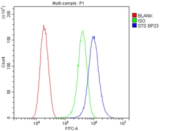 Steroid sulfatase/STS Rabbit Polyclonal Antibody