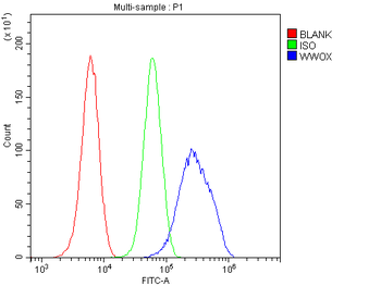 WWOX Antibody