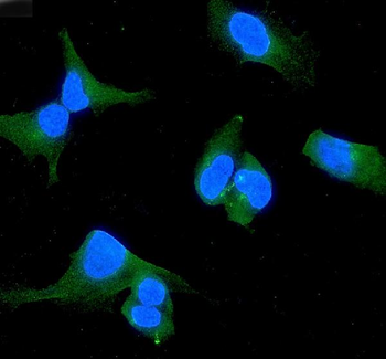 WWOX Antibody