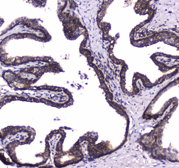 WWOX Antibody