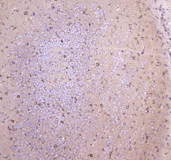 WWOX Antibody