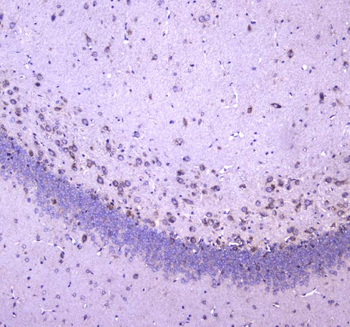 WWOX Antibody