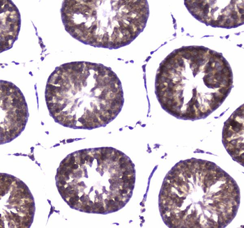 WWOX Antibody